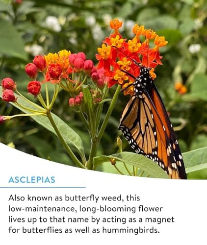 Burpee Wildflower 25,000 Bulk, 1 Bag 18 Varieties of Non-GMO Flower Seeds for Hummingbirds and Butterflies