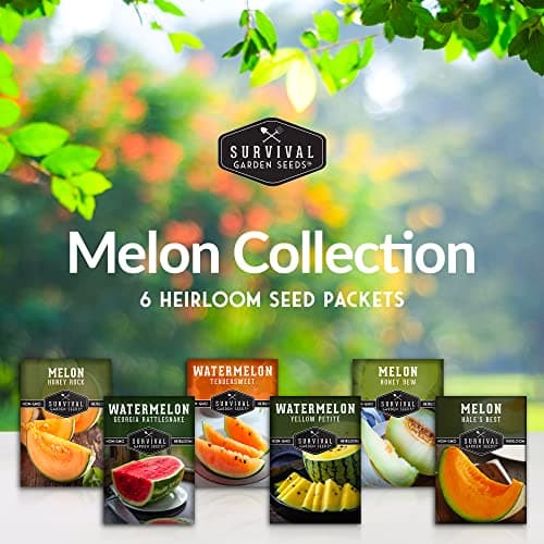 Survival Garden Seeds Melon Collection - 6 Packs of Heirloom Melon Fruit Seed: Honey Rock Cantaloupe, Hale's Best, Honeydew Melons, Yellow Petite, Tendersweet Orange, Georgia Rattlesnake Watermelon