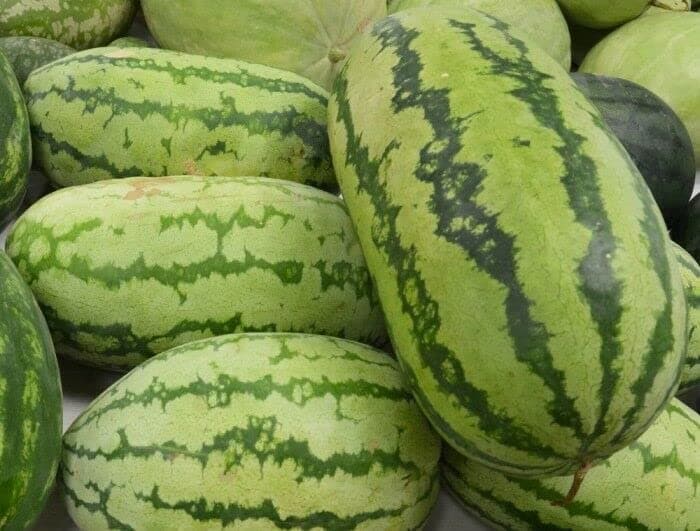 100 Jubilee Watermelon Seeds for Planting Heirloom Non GMO 10 Grams of Seeds Garden Vegetable Bulk Survival