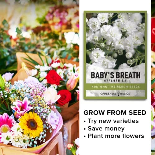 Gardeners Basics, Baby's Breath Seeds for Planting Gpsophila - Beautiful Annual Cut Flower for Flower Arrangements and Beautiful in Flower Beds in Summer Gardens Too
