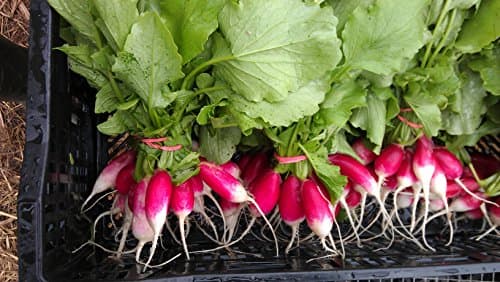 1200 French Breakfast Radish Seeds for Planting 14 Grams of Seeds Organic Heirloom Non GMO Garden Vegetable Bulk Survival