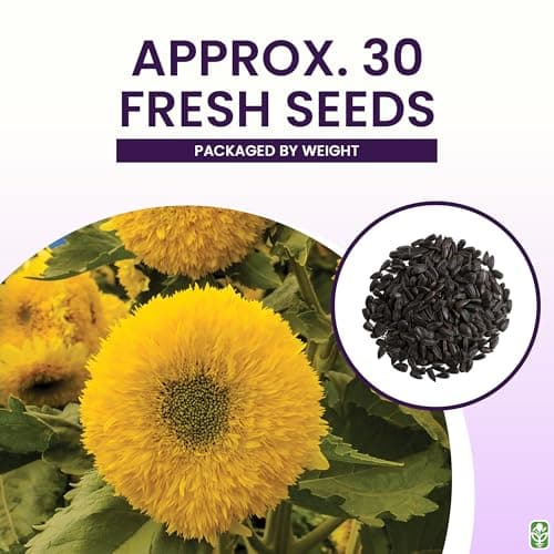 Teddy Bear Sunflower Seeds – 30+ Giant, Fluffy Blooms – Heirloom Flower Seeds for Outdoor Planting – Grows Up to 7’ Tall in Full Sun - Grown in The USA
