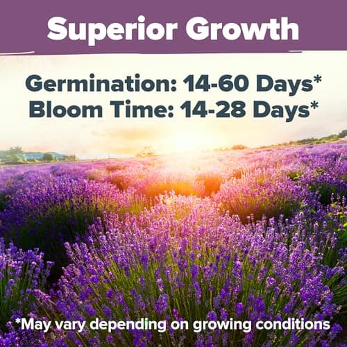 HOME GROWN 𝗣𝗥𝗘𝗠𝗜𝗨𝗠 English Lavender Seeds 2 Pack,3000 𝗡𝗢𝗡-𝗚𝗠𝗢,𝗨𝗦𝗔-𝗦𝗢𝗨𝗥𝗖𝗘𝗗 Wildflower Seed for Planting Indoor/Outdoor,High Germination,Plant Flower Seeds(Lavandula antustifolia)