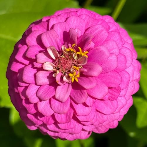 The Old Farmer's Almanac Zinnia Seeds (Dahlia Mix) - Approx 240 Flower Seeds - Non-GMO, Premium, Open Pollinated