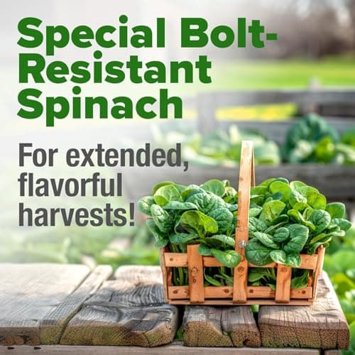 HOME GROWN Bloomsdale Spinach Seeds - 2 Bulk Packs (Spinacia oleracea) – 704 High Germination 𝗡𝗢𝗡-𝗚𝗠𝗢 𝗨𝗦𝗔 Heirloom Spinach Seeds for Planting – Leafy Green Lettuce – for Home Gardens