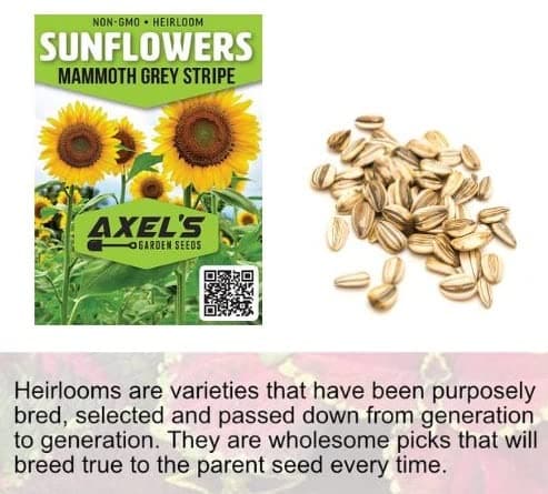 Mammoth Sunflower Seeds for Planting - Grow Giant Sun Flowers in Your Garden - 50 Non GMO Heirloom Seeds - Full Planting Instructions for Easy Grow - Great Gardening Gifts (1 Packet)