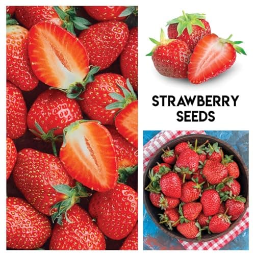 Fruit Garden Seeds Kit for Growing - Elderberry, Blueberry, Red Strawberry, White Strawberry, Raspberry, Mulberry. 100 Seeds of Each Fruit - Packaged Individually