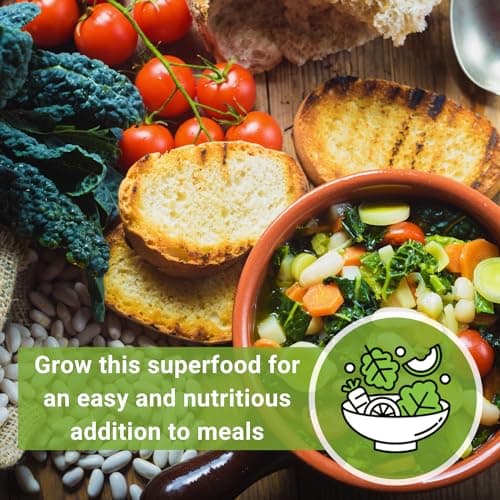 Sow Right Seeds - Lacinato Kale Seed for Planting - Non-GMO Heirloom Packet with Instructions to Plant a Home Vegetable Garden - Very Nutritious Superfood, Grow This Dinosaur Variety (1)