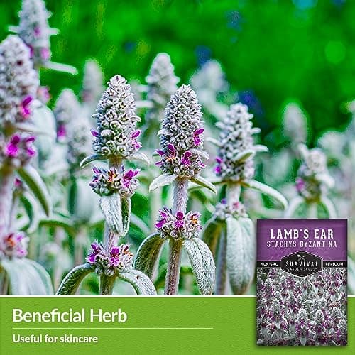 Lamb's Ear Seeds for Planting - 1 Packet with Instructions to Plant & Grow Lambs Ear Plant, Shade & Drought Tolerant Wooly Betony in Your Home Garden - Non-GMO Heirloom Variety - Survival Garden Seeds