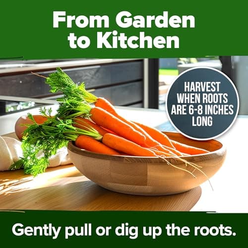 HOME GROWN Tendersweet Carrots Pack (Daucus carota subsp. sativus) - 3000 𝗡𝗢𝗡-𝗚𝗠𝗢 𝗨𝗦𝗔-𝗦𝗢𝗨𝗥𝗖𝗘𝗗 Heirloom Seeds for Planting Outdoors - High-Germination Vegetable for a Lush Garden