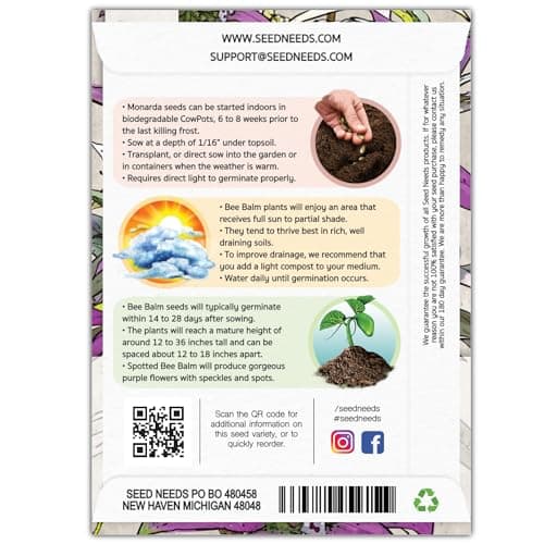 Seed Needs Spotted Bee Balm Seeds - 300 Heirloom Seeds for Planting Monarda punctata - Medicinal Horsemint Herb, Open Pollinated, Attracts Pollinators (1 Pack)