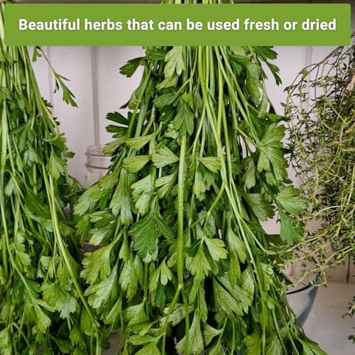 Sow Right Seeds - Flat and Curly Leaf Parsley Seed Collection for Planting - Non-GMO Heirloom Packet with Instructions to Plant and Grow a Kitchen Herb Garden - Indoors or Outdoors - Culinary Garnish