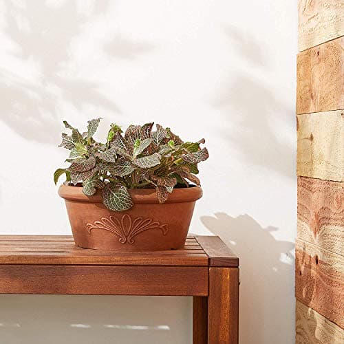 PSW Pot TA30TC Collection Shallow Bulb Pan Planter Dish Low Bowl for Succulents, Bonsai, Fairy Gardens, Herbs, 12-inch, Terra Cotta Color
