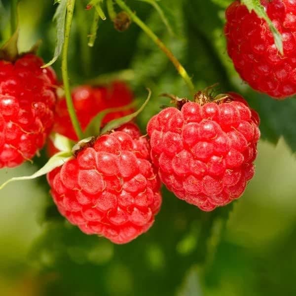 1000+ Mixed Fruit Seeds for Planting - Strawberry Raspberry Blueberry & Grape Seeds Fresh Fruit - Individually Packaged