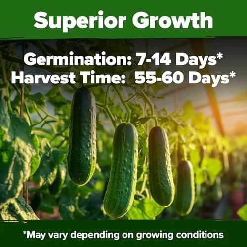 HOME GROWN Organic Cucumber Seeds - 200 Marketmore Heirloom 𝗡𝗢𝗡-𝗚𝗠𝗢 𝗨𝗦𝗔 Vegetable Seeds for Planting in Trellises,Raised Beds,Containers - Beginners and Experienced Gardeners(Cucumis sativus)