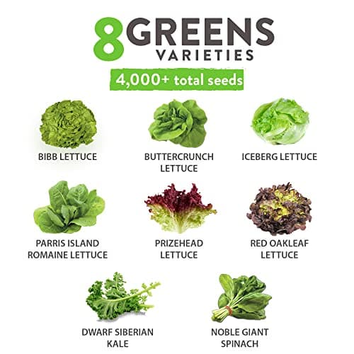HOME GROWN 8 Lettuce & Salad Greens Seed Vault - 4,000+ 𝗡𝗢𝗡-𝗚𝗠𝗢, 𝗨𝗦𝗔-𝗦𝗢𝗨𝗥𝗖𝗘𝗗 Vegetable Seeds for Outdoors or Indoors - Seeds for Planting Hydroponic Garden