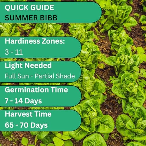 Summer Bibb Heirloom Lettuce Seeds for Planting - Over 2,700 Non-GMO Seed Pack for Growing Indoors, Outdoors, or as Hydroponic Seeds - Beginner-Friendly Green Leaf Lettuce Seed