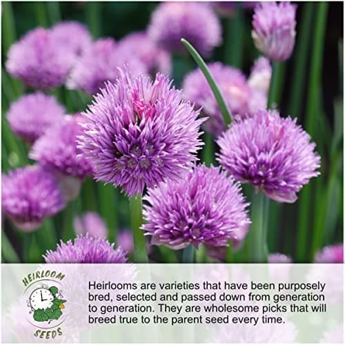 Seed Needs, Culinary Chives Seed Packet Collection (2 Individual Varieties of Chives Seeds for Planting) Non-GMO & Untreated - Includes Garlic Chives & Common Chives