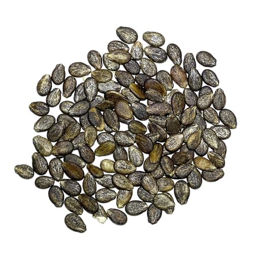 Seed Needs Watermelon Seeds for Planting Crimson Sweet Watermelons - Non-GMO Heirloom & Untreated - Grow an Outdoor Home Grown Garden Filled with Sweet Fruits (1 Pack)