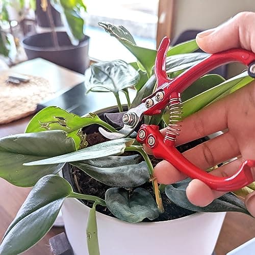 7Penn Garden Pruning Shears - 2pc Straight and Curved Sharp Blade Gardening Hand Tools with Red Ergonomic Grip Handles
