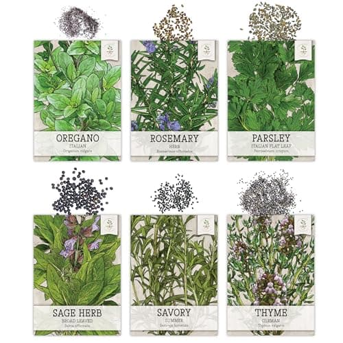 Seed Needs Herb Seeds Variety Pack Culinary Herb Collection (12 Individual Packets for Planting Indoors or Outdoors) Grow Your Own Herb Garden - Heirloom, Non-GMO