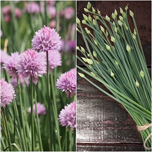 Seed Needs, Culinary Chives Seed Packet Collection (2 Individual Varieties of Chives Seeds for Planting) Non-GMO & Untreated - Includes Garlic Chives & Common Chives