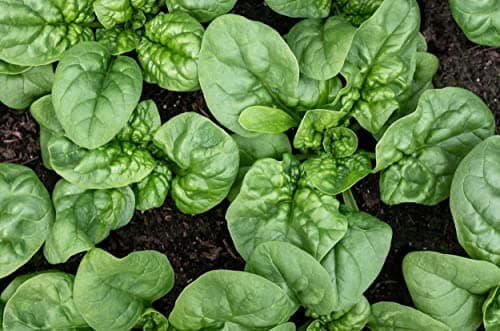 500 Bloomsdale Spinach Seeds - Heirloom Non-GMO USA Grown - for Use Indoors, Outdoors, or with Hydroponics by RDR Seeds