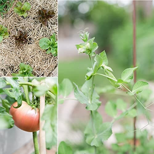 Sereniseed Certified Organic Vegetable Seeds (10-Pack) – Non GMO, Open Pollinated - Basil, Snap Pea, Broccoli, Bean, Jalapeno, Tomato, Lettuce, Cucumber, Carrot, Zucchini Seeds for Planting