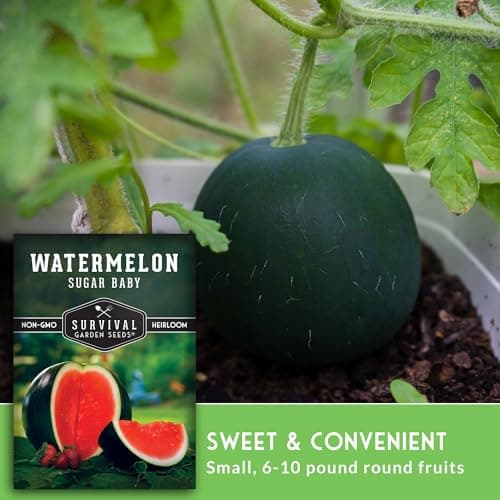 Survival Garden Seeds Sugar Baby Watermelon Seed for Planting - 1 Packet with Instructions to Plant and Grow Little Round Watermelons in Your Home Vegetable Garden - Non-GMO Heirloom Variety
