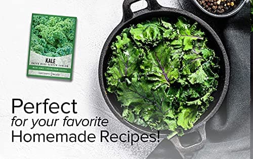 Gardeners Basics, Kale Seeds for Planting, Heirloom, Non-GMO Vegetable Variety - Great for Indoor, Outdoor, and Hydroponics Gardening (Vates Blue Scotch Curled)