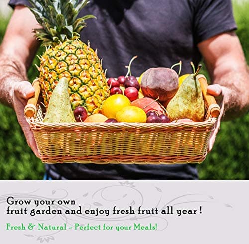1300+ Seeds Fruit Variety Pack, Grow 8 Juicy Summer Fruits Tomatoes, Melons, Berries & More, Heirloom Starter Kit (Heirloom Mix for Gardens)