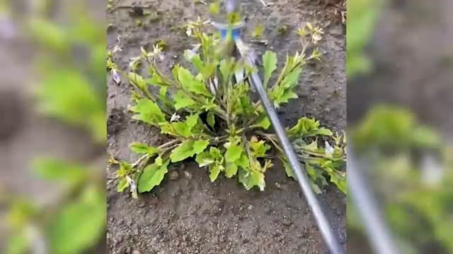 Kruggo Weed Puller Tool Garden Weed Pulling Tool, 2024 New Weeding Artifact Uprooting Weeding Tool, 4 Teeth Manganese Steel Forged Hand Weeder for Vegetable Gardening Backyard Farm