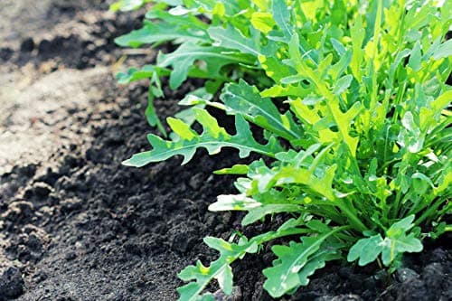 Gaea's Blessing Seeds - Arugula Seeds - Roquette Rocket Heirloom - Non-GMO Seeds with Easy to Follow Planting Instructions - 90% Germination Rate (Pack of 1)