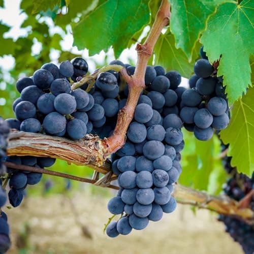 50+ Grape Seeds Vine Fruit Seed Fruit Plant Home Garden Non-GMO Seeds Home Garden
