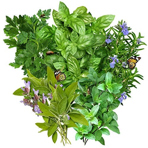 Seed Needs, Italian Herb Seed Packet Collection (5 Individual Seed Varieties for Planting) Non-GMO & Untreated - Oregano, Basil, Rosemary, Sage and Parsley