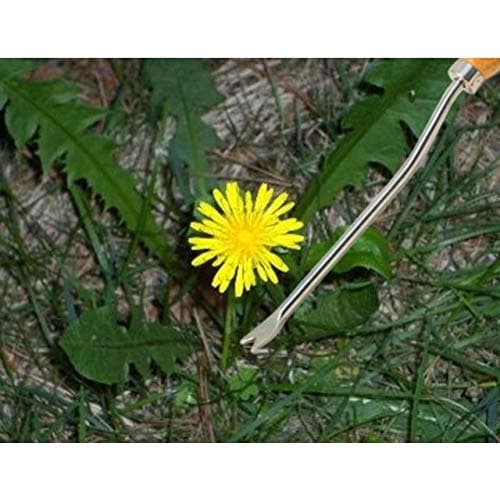 Burgon & Ball Stainless Steel Dandelion Weeder with Wooden Handle | RHS Endorsed & FSC Wood