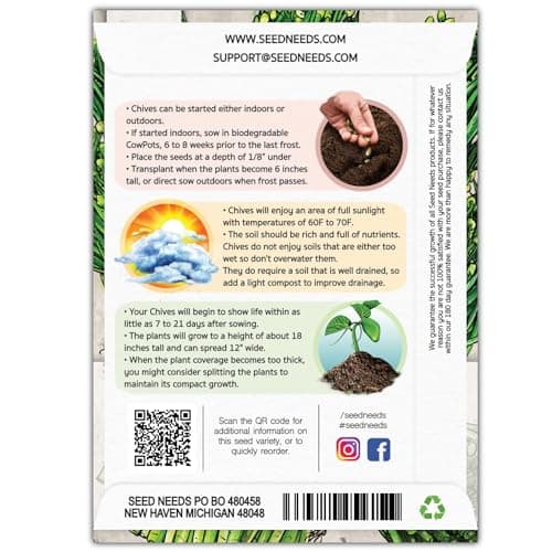 Seed Needs Chive Seeds for Planting Garlic Chives - Non-GMO Heirloom & Untreated Perennial Herbs to Grow an Indoor or Outdoor Home Herb Grown Garden (1 Pack)