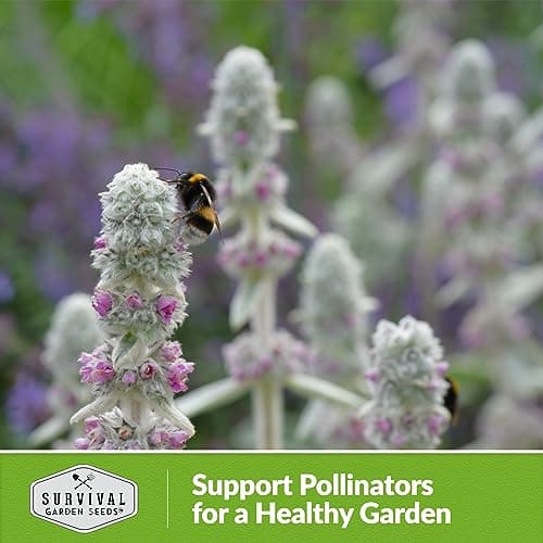 Lamb's Ear Seeds for Planting - 1 Packet with Instructions to Plant & Grow Lambs Ear Plant, Shade & Drought Tolerant Wooly Betony in Your Home Garden - Non-GMO Heirloom Variety - Survival Garden Seeds