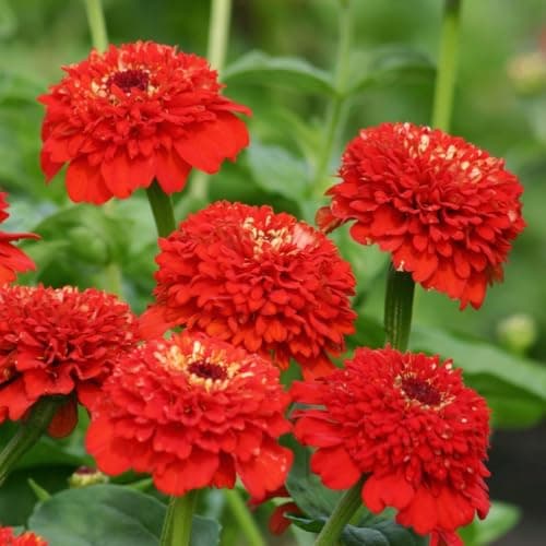 50+Annual Zinderella Zinnia Seed for Planting Outdoor- Rare Flower Plant Seeds for Garden Beds Border Home Heat Tolerant