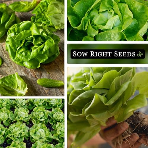 Sow Right Seeds - Buttercrunch Lettuce Seeds for Planting - Non-GMO Heirloom Packet with Instructions to Plant a Home Vegetable Garden - Outdoors or Hydroponics Indoors - Heat Tolerant Variety (1)