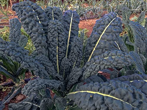 1000 Black Tuscan Lacinato Kale Seeds for Planting AKA Dinosaur Kale Heirloom Non GMO 3.5+ Grams Garden Vegetable Bulk Survival