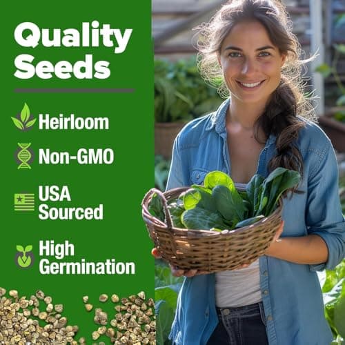 HOME GROWN Bloomsdale Spinach Seeds - 2 Bulk Packs (Spinacia oleracea) – 704 High Germination 𝗡𝗢𝗡-𝗚𝗠𝗢 𝗨𝗦𝗔 Heirloom Spinach Seeds for Planting – Leafy Green Lettuce – for Home Gardens