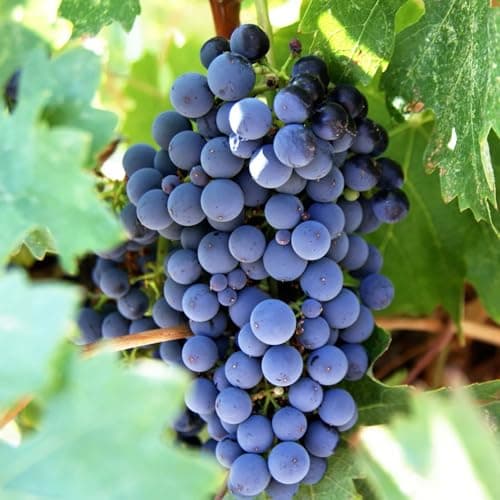 50+ Grape Seeds Vine Fruit Seed Fruit Plant Home Garden Non-GMO Seeds Home Garden