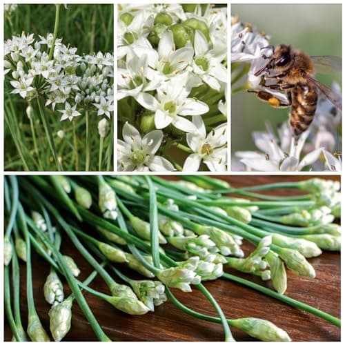 Seed Needs Chive Seeds for Planting Garlic Chives - Non-GMO Heirloom & Untreated Perennial Herbs to Grow an Indoor or Outdoor Home Herb Grown Garden (1 Pack)