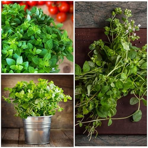 Seed Needs Oregano Seeds for Planting Italian Herbs - Non-GMO, Heirloom & Untreated Culinary Herb - Grow Indoors or Outdoors for a Kitchen Garden (1 Pack)