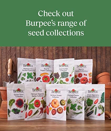 Burpee Best 10 Non-GMO Planting Tomato Seeds for Garden Gifts (1 Pack)