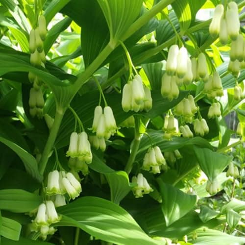 20+ Solomon's Seal Seeds Perennial Plant Bell-Shaped Flowers Garden Borders Outdoor