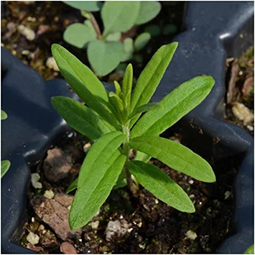 Seed Needs Orange Butterfly Milkweed Seeds for Planting - Heirloom & Untreated - Grow a Butterfly Garden to Attract Monarch Butterflies & Pollinators (2 Packs)
