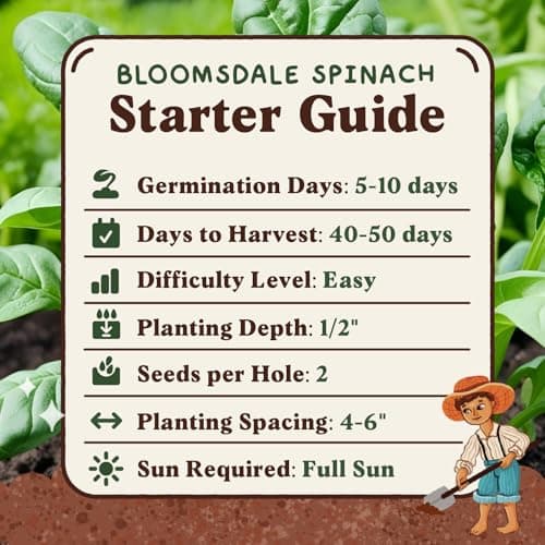 Organic Spinach Seeds for Indoor Gardening or Planting Outdoors, Non-GMO and USDA Certified Vegetable Seed Packets, 350 Seeds/4 Grams (Bloomsdale Spinach)