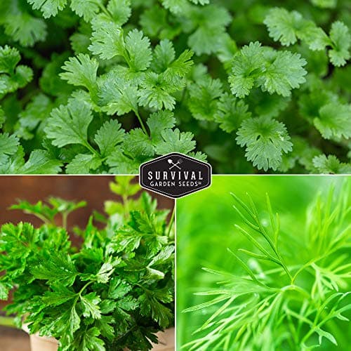 Survival Garden Seeds Herb Collection Seed Vault - Parsley, Cilantro, Basil, Lemon Balm, Dill - Non-GMO Heirloom Survival Garden Seeds for Planting - Grow Herbs Indoors Year Round